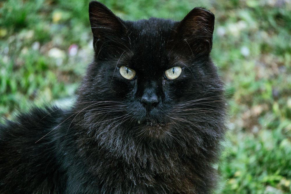 Black cat portrait