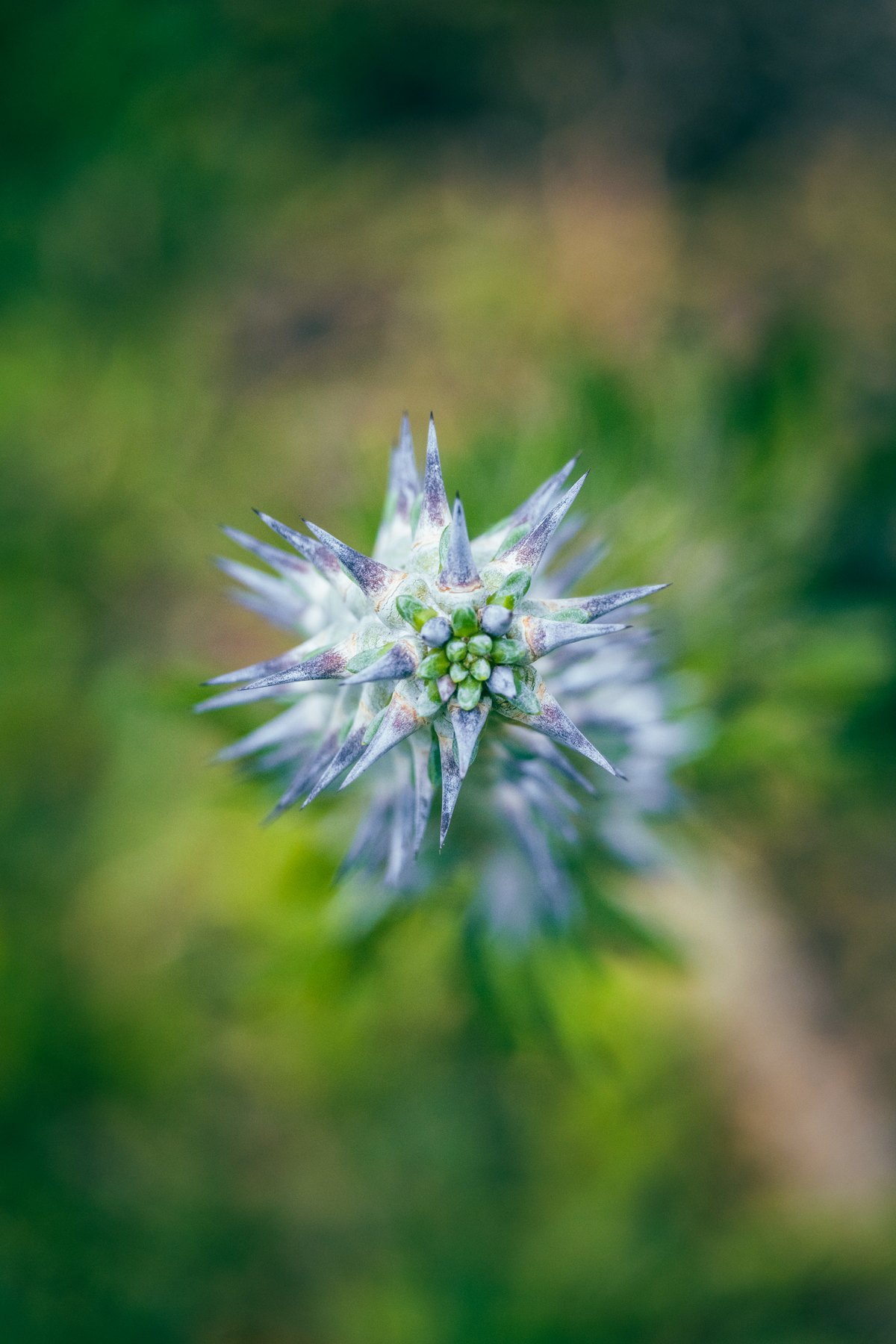Blue thistle flower, macro