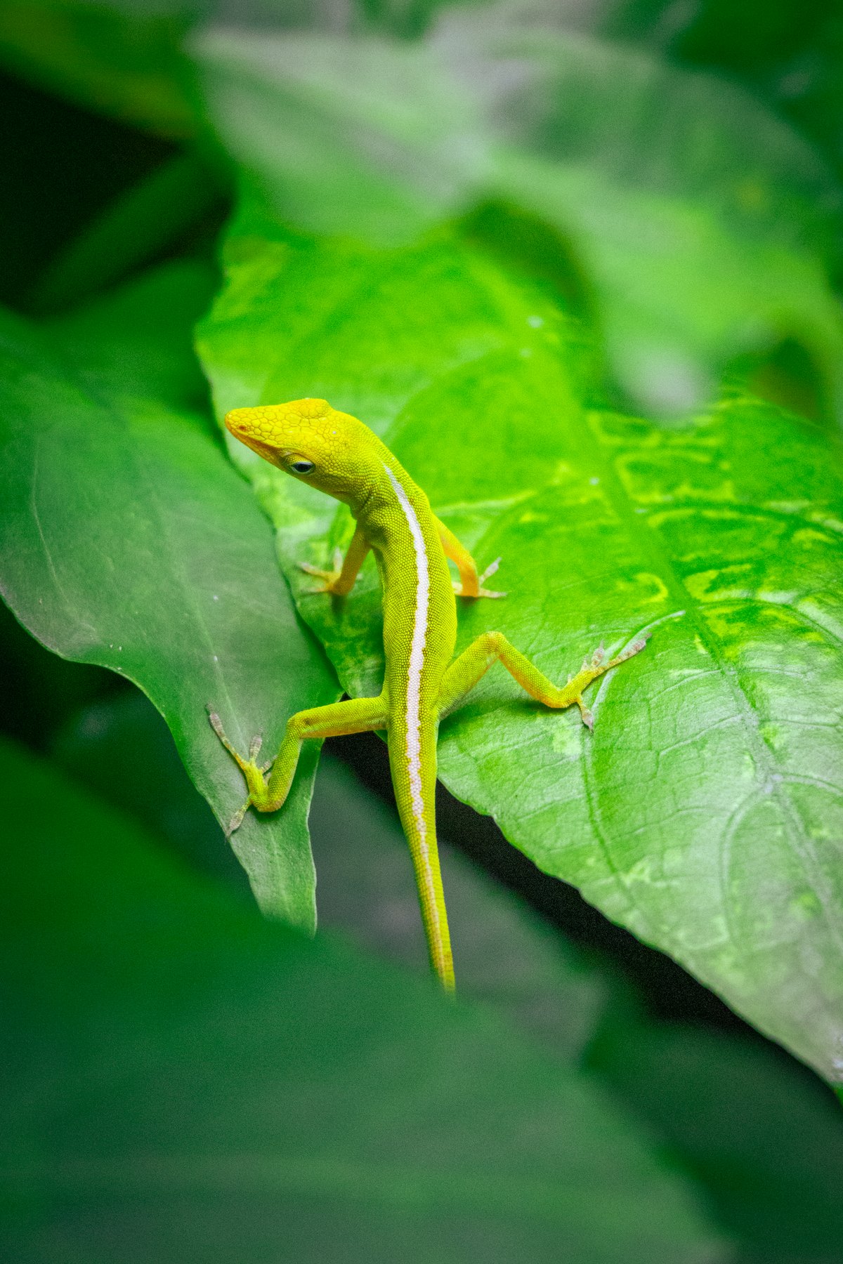 Green anole lizard on a leaf