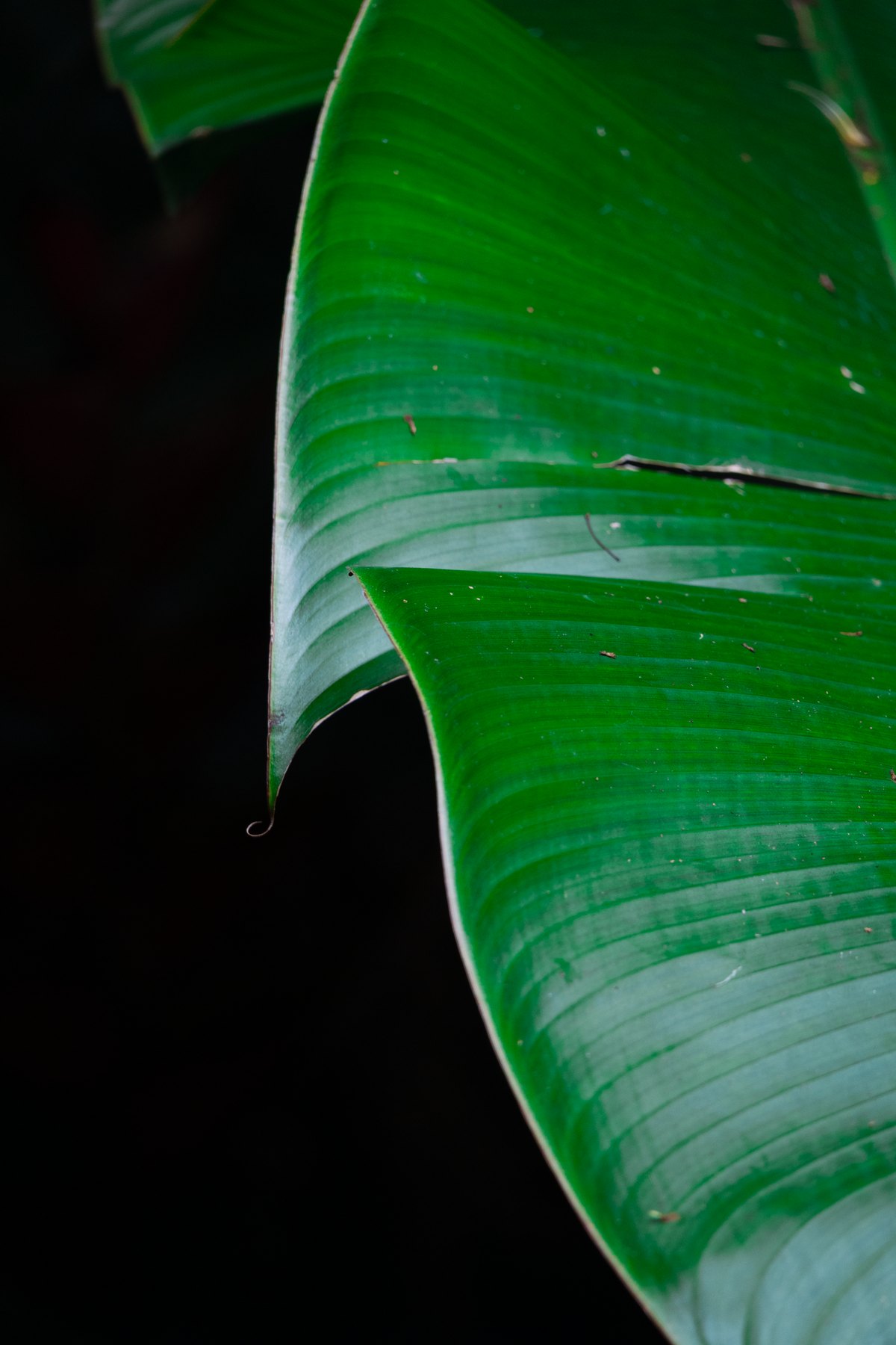 Backlit banana leaf